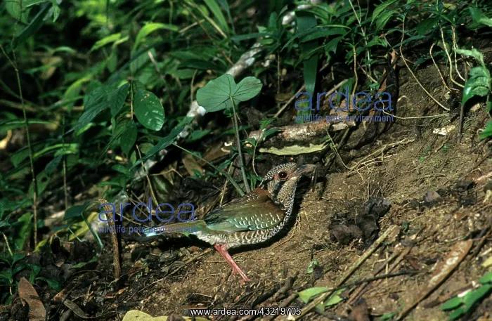 : Scaly Ground Roller : Scaly Ground Roller