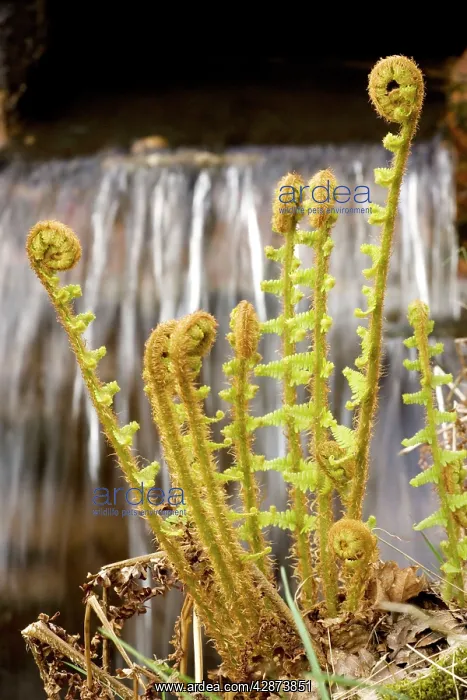 : Scaly male fern : Scaly male fern