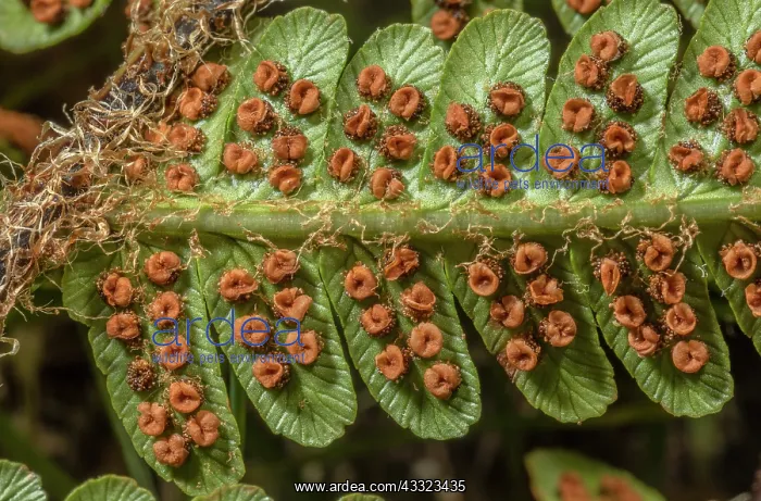 : Scaly male fern, Dryopteris affinis, frond with : Scaly male fern, Dryopteris affinis, frond with