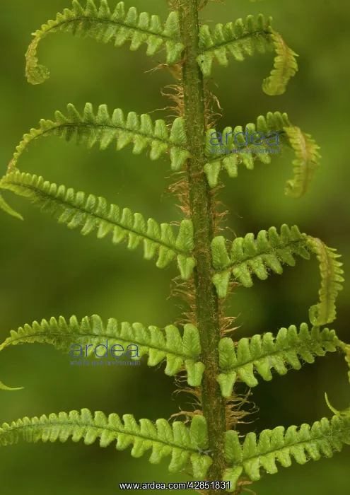 : Scaly male fern, unfolding frond : Scaly male fern, unfolding frond