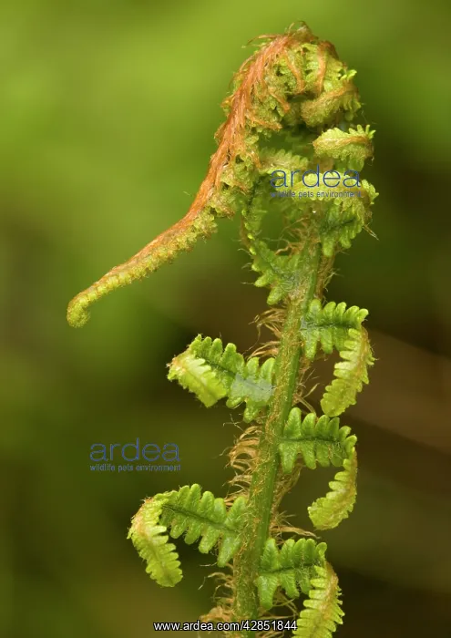: Scaly male fern, unfolding frond : Scaly male fern, unfolding frond