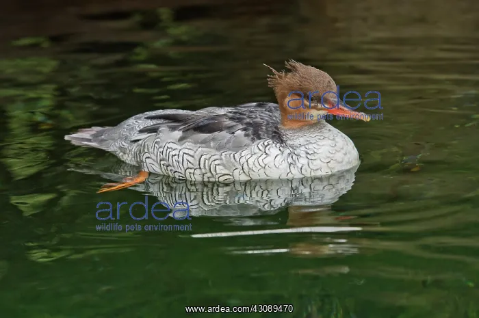 : Scaly-sided Merganser female : Scaly-sided Merganser female