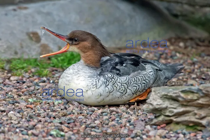 : Scaly-sided Merganser Hen : Scaly-sided Merganser Hen