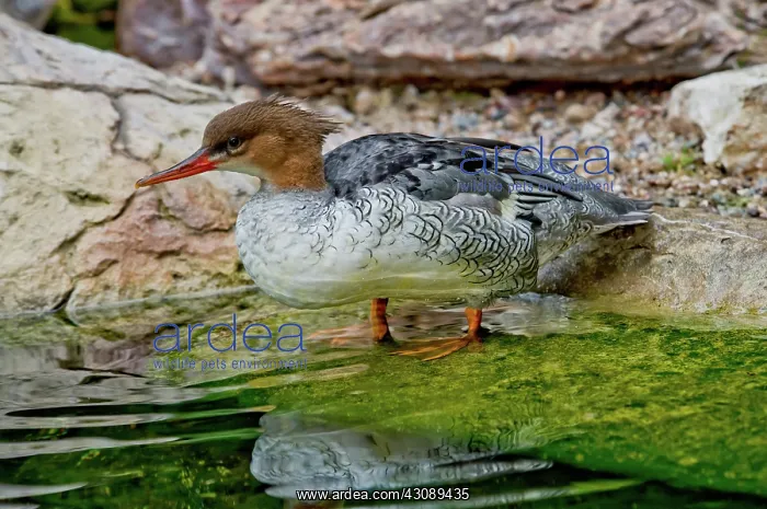 : Scaly-sided Merganser Hen : Scaly-sided Merganser Hen