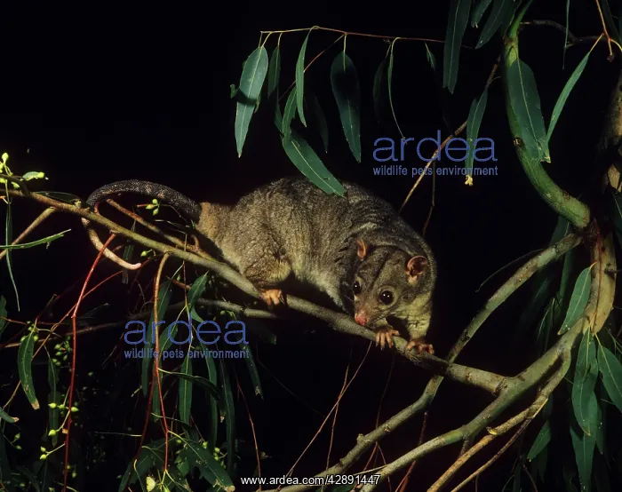 : Scaly-tailed Possum : Scaly-tailed Possum