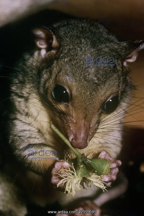 : Scaly-tailed possum - feeding : Scaly-tailed possum - feeding