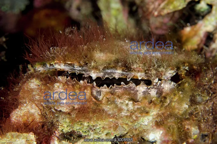 : Scaly Thorny Oyster on night dive Pantai Parigi : Scaly Thorny Oyster on night dive Pantai Parigi