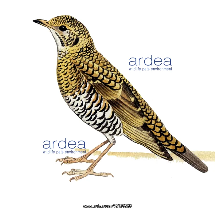 : Scaly Thrush : Scaly Thrush