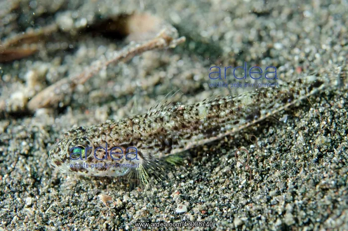 : Scalyhead Goby on black sand Aer Bajo dive site : Scalyhead Goby on black sand Aer Bajo dive site