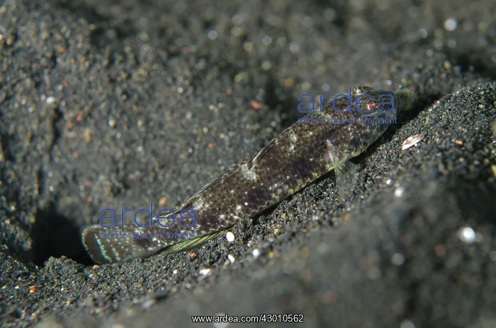 : Scalyhead Goby on black sand TK3 dive site, Lembeh : Scalyhead Goby on black sand TK3 dive site, Lembeh