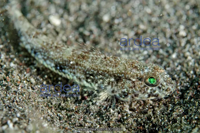 : Scalyhead Goby camouflaged on black sand Aer Bajo : Scalyhead Goby camouflaged on black sand Aer Bajo