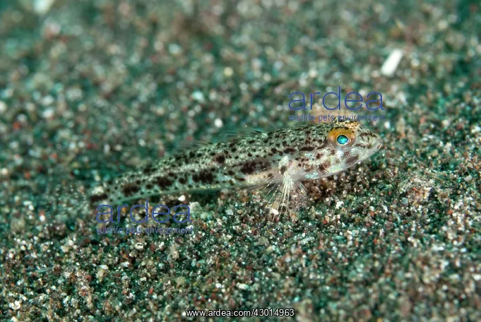  : Scalyhead Sandgoby