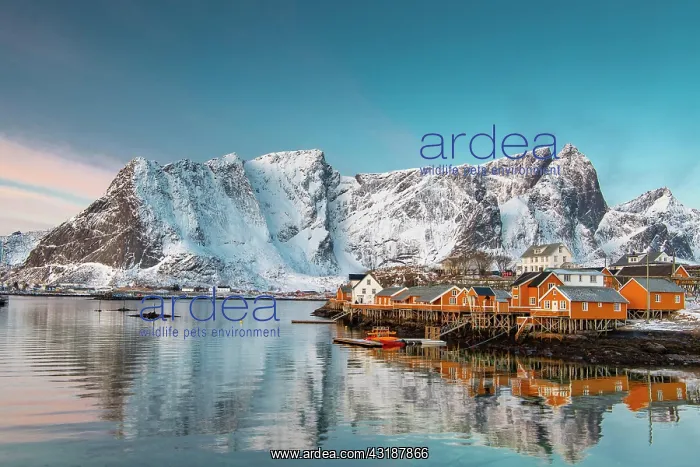 : Scandinavian landscape with boathouses at the fjord : Scandinavian landscape with boathouses at the fjord