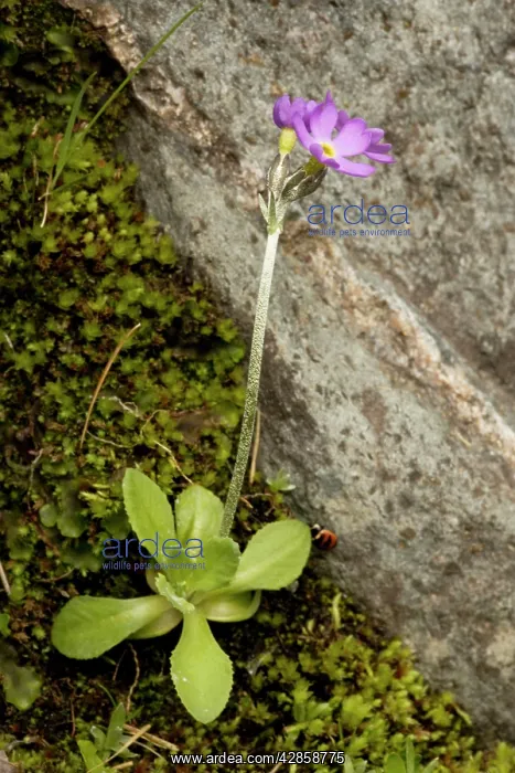 : Scandinavian primrose