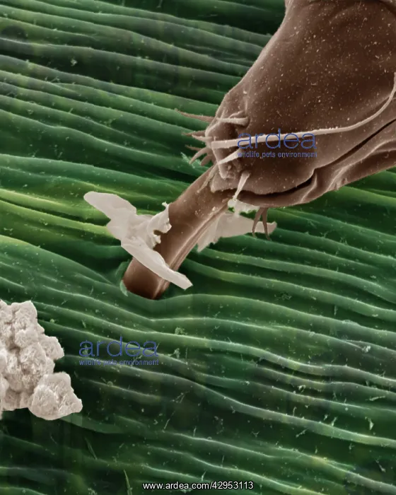 : Scanning Electron Micrograph (SEM): Black Aphid : Scanning Electron Micrograph (SEM): Black Aphid