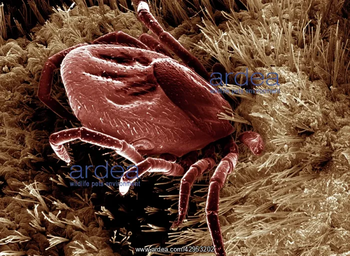 : Scanning Electron Micrograph (SEM): Black-legged : Scanning Electron Micrograph (SEM): Black-legged