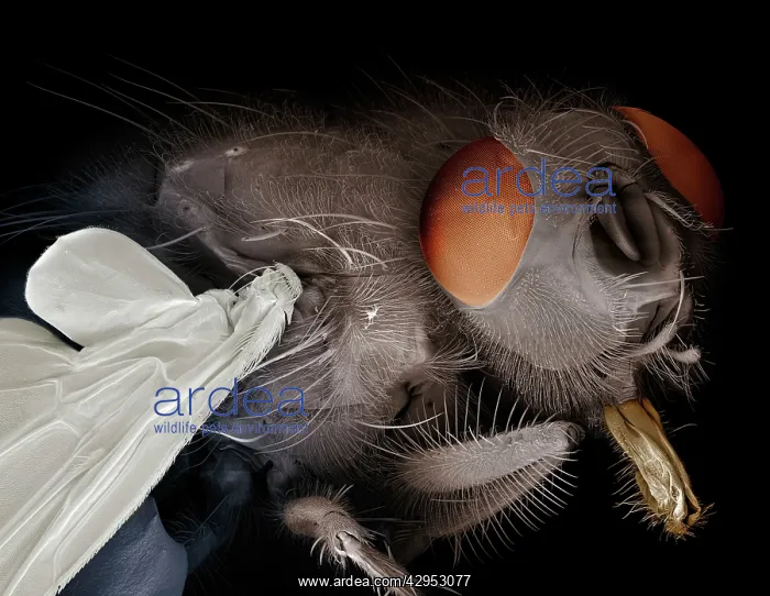 : Scanning Electron Micrograph (SEM): Blowfly / Bluebottle : Scanning Electron Micrograph (SEM): Blowfly / Bluebottle