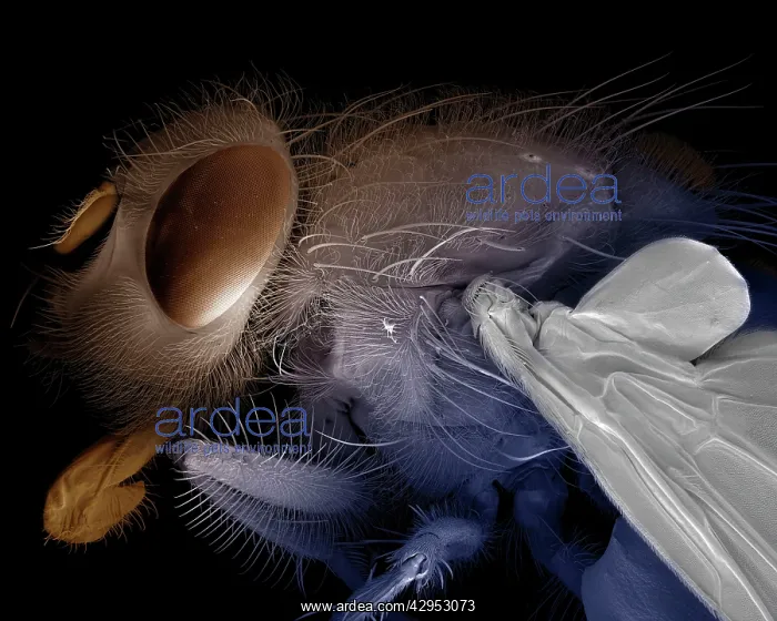 : Scanning Electron Micrograph (SEM): Blowfly / Bluebottle Fly : Scanning Electron Micrograph (SEM): Blowfly / Bluebottle Fly