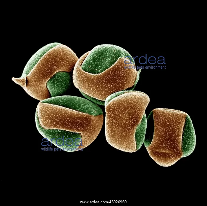 : Scanning Electron micrograph (SEM): Cactus Pollen grains : Scanning Electron micrograph (SEM): Cactus Pollen grains