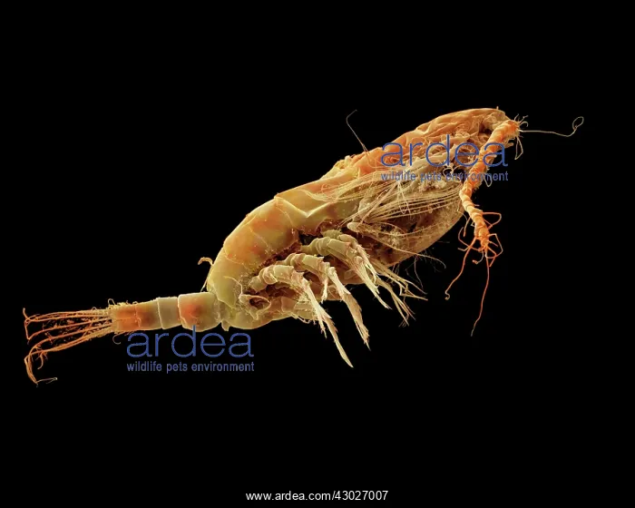 : Scanning Electron Micrograph (SEM): Calanus finmarchicus : Scanning Electron Micrograph (SEM): Calanus finmarchicus