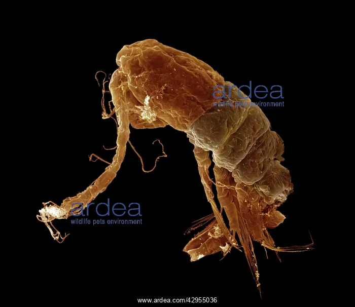 : Scanning Electron Micrograph (SEM): Calanus sp : Scanning Electron Micrograph (SEM): Calanus sp