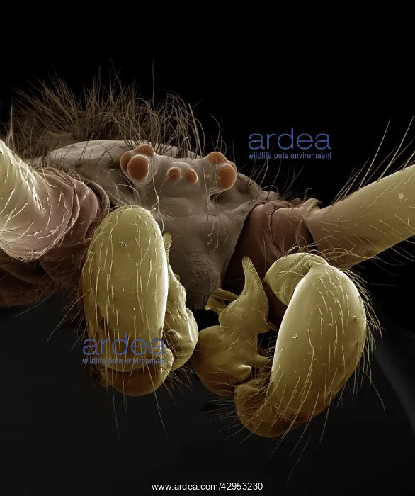: Scanning Electron Micrograph (SEM): Cellar / Daddy-long-legs : Scanning Electron Micrograph (SEM): Cellar / Daddy-long-legs