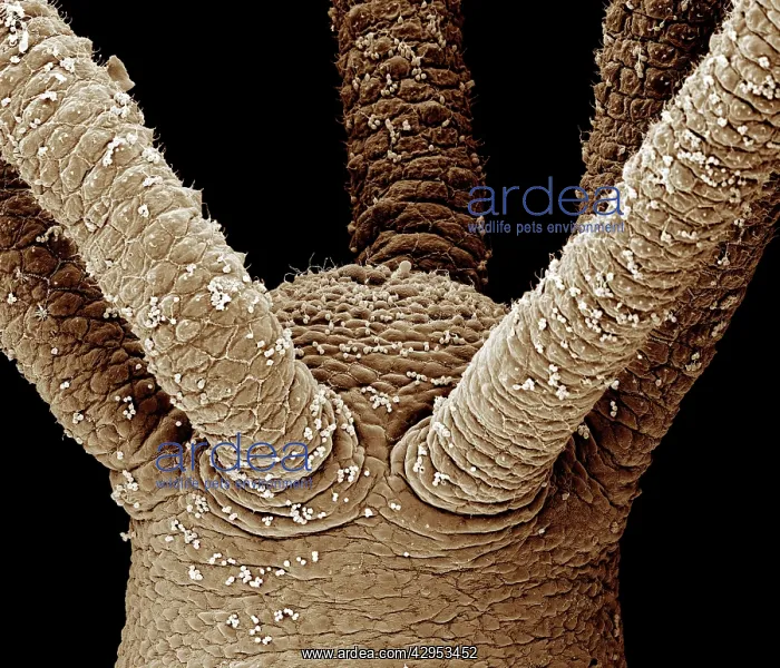 : Scanning Electron Micrograph (SEM): close up of : Scanning Electron Micrograph (SEM): close up of