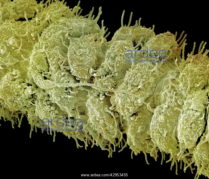 : Scanning Electron Micrograph (SEM): close up of : Scanning Electron Micrograph (SEM): close up of