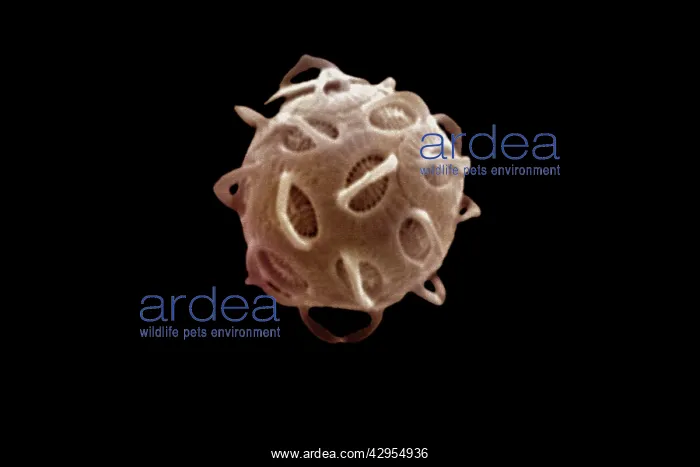 : Scanning Electron Micrograph (SEM): Coccolithophore : Scanning Electron Micrograph (SEM): Coccolithophore
