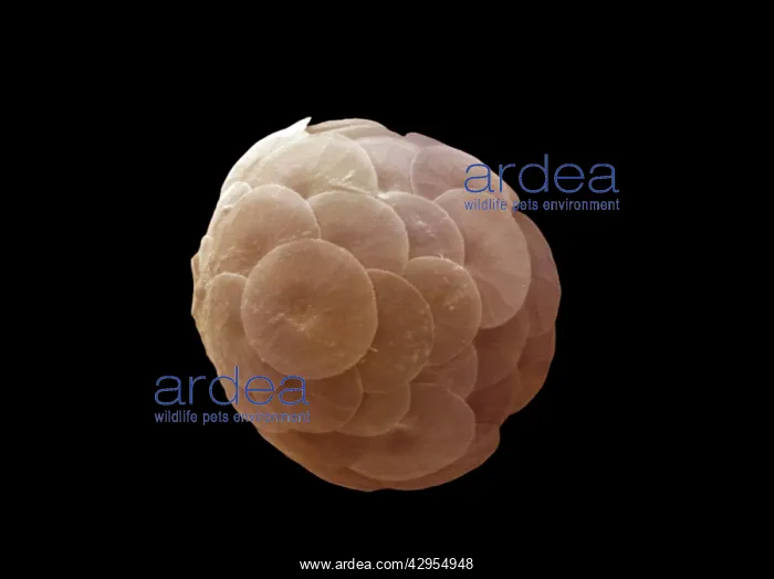 : Scanning Electron Micrograph (SEM): Coccolithophore : Scanning Electron Micrograph (SEM): Coccolithophore