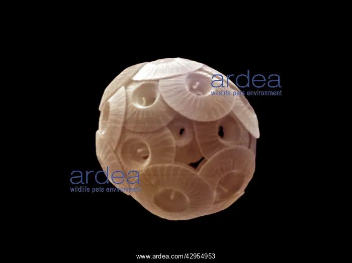 : Scanning Electron Micrograph (SEM): Coccolithophore : Scanning Electron Micrograph (SEM): Coccolithophore