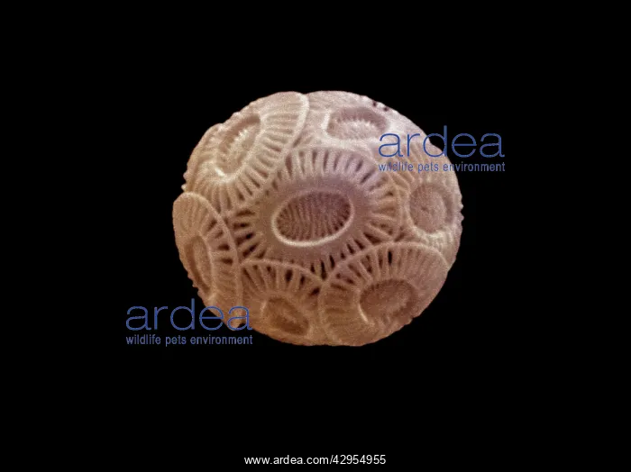 : Scanning Electron Micrograph (SEM): Coccolithophore : Scanning Electron Micrograph (SEM): Coccolithophore