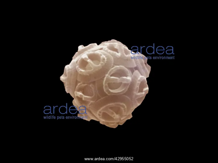 : Scanning Electron Micrograph (SEM): Coccolithophore : Scanning Electron Micrograph (SEM): Coccolithophore