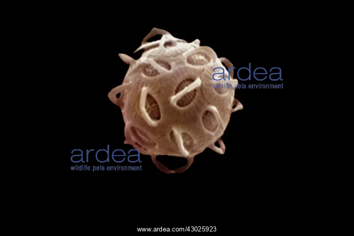 : Scanning Electron Micrograph (SEM): Coccolithophore : Scanning Electron Micrograph (SEM): Coccolithophore