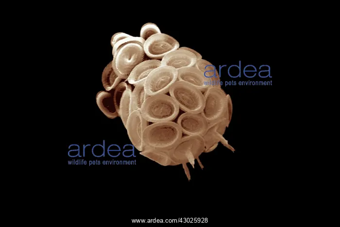 : Scanning Electron Micrograph (SEM): Coccolithophore : Scanning Electron Micrograph (SEM): Coccolithophore