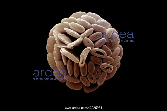 : Scanning Electron Micrograph (SEM): Coccolithophore : Scanning Electron Micrograph (SEM): Coccolithophore