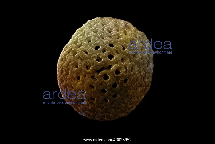 : Scanning Electron Micrograph (SEM): Coccolithophore : Scanning Electron Micrograph (SEM): Coccolithophore