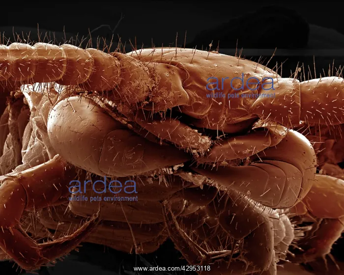 : Scanning Electron Micrograph (SEM): Common Centipede : Scanning Electron Micrograph (SEM): Common Centipede