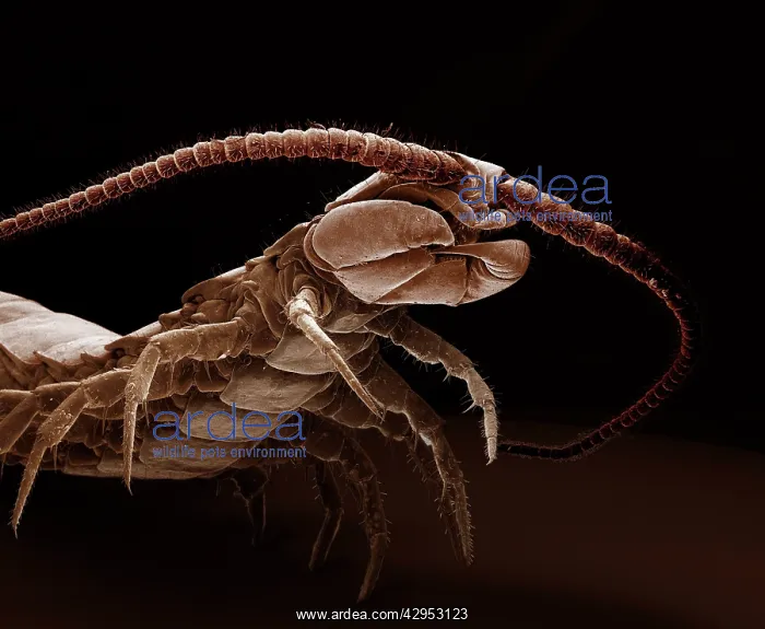 : Scanning Electron Micrograph (SEM): Common Centipede : Scanning Electron Micrograph (SEM): Common Centipede