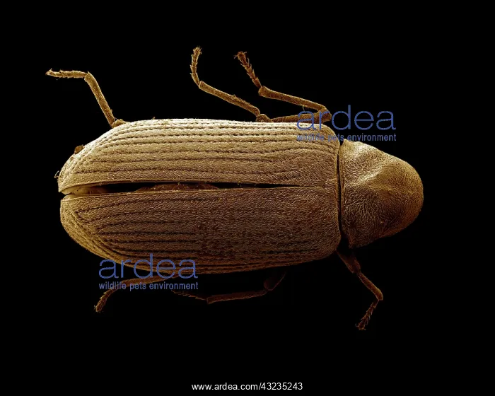 : Scanning Electron Micrograph (SEM): Common Furniture : Scanning Electron Micrograph (SEM): Common Furniture