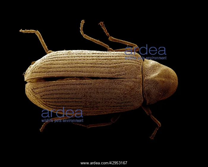 : Scanning Electron Micrograph (SEM): Common Furniture Beetle : Scanning Electron Micrograph (SEM): Common Furniture Beetle