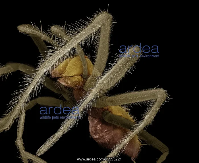  : Scanning Electron Micrograph (SEM): Common House