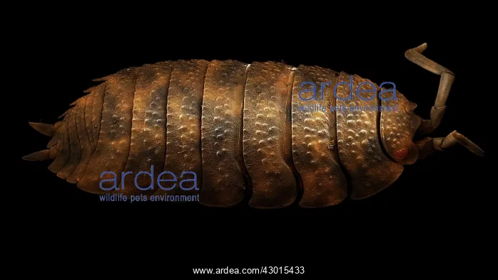 : Scanning Electron Micrograph (SEM): Common Rough Woodlouse : Scanning Electron Micrograph (SEM): Common Rough Woodlouse