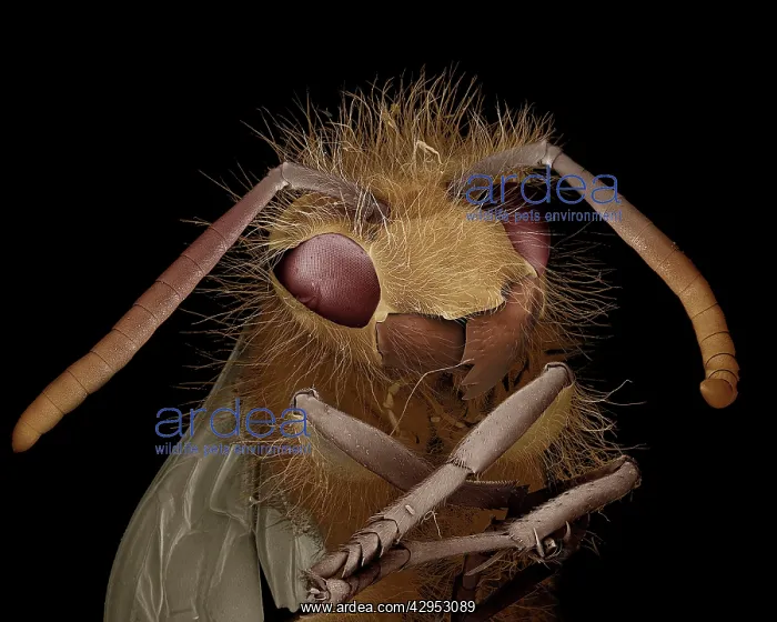 : Scanning Electron Micrograph (SEM): Common Wasp : Scanning Electron Micrograph (SEM): Common Wasp
