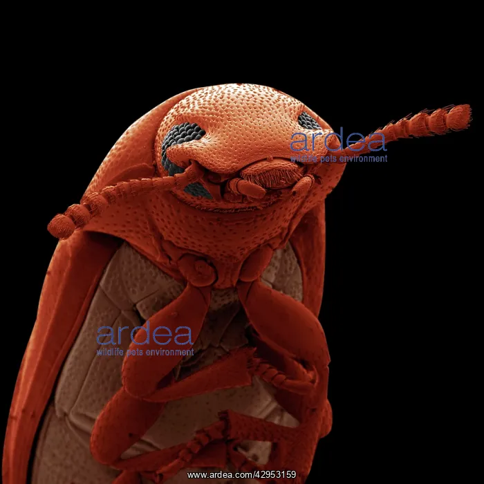 : Scanning Electron Micrograph (SEM): Confused Flour Beetle : Scanning Electron Micrograph (SEM): Confused Flour Beetle