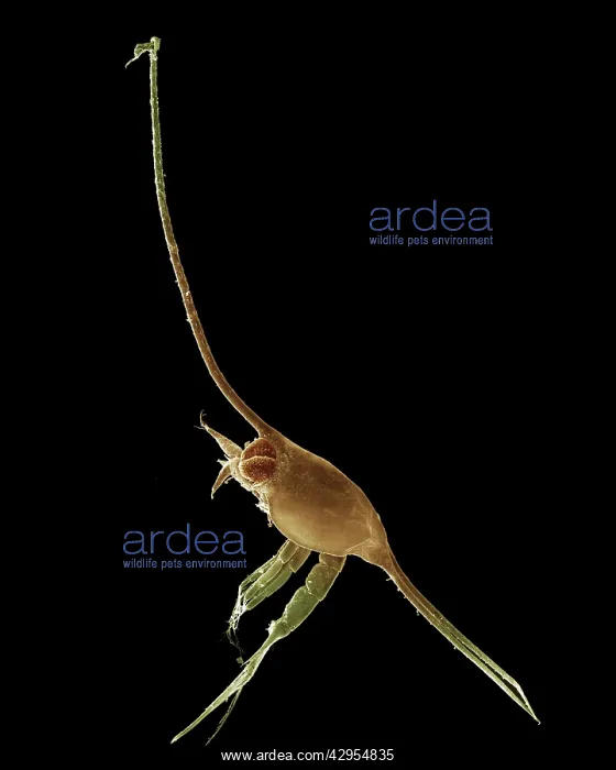 : Scanning Electron Micrograph (SEM): Crab larvae : Scanning Electron Micrograph (SEM): Crab larvae