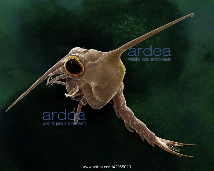 : Scanning Electron Micrograph (SEM): Crab larvae : Scanning Electron Micrograph (SEM): Crab larvae