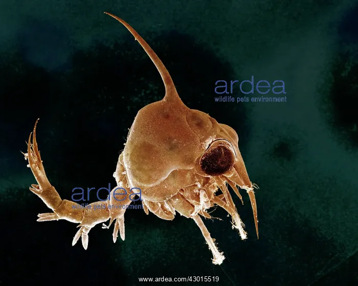 : Scanning Electron Micrograph (SEM): Crab larvae : Scanning Electron Micrograph (SEM): Crab larvae