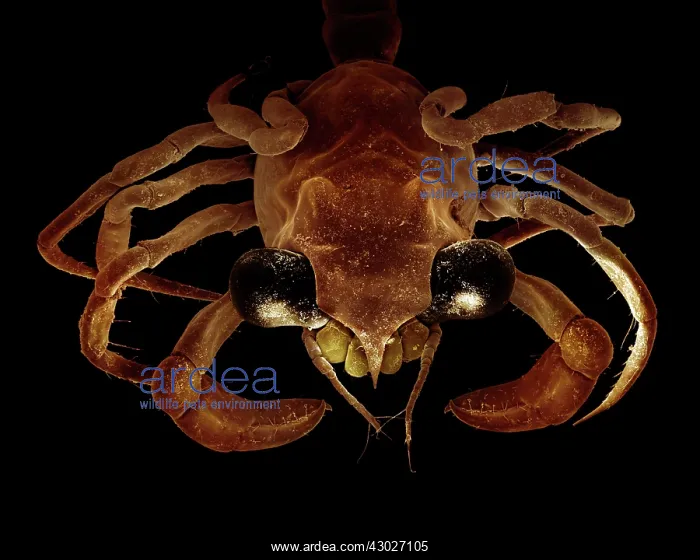 : Scanning Electron Micrograph (SEM): Crab megalops : Scanning Electron Micrograph (SEM): Crab megalops