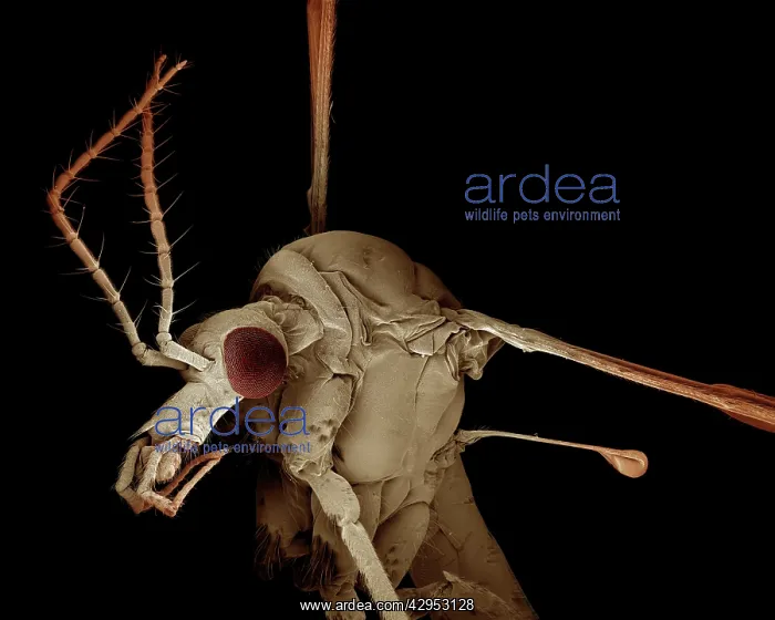 : Scanning Electron Micrograph (SEM): Crane Fly / : Scanning Electron Micrograph (SEM): Crane Fly /